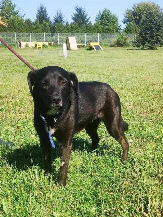 Smutny Piesek Lesio do adopcji!