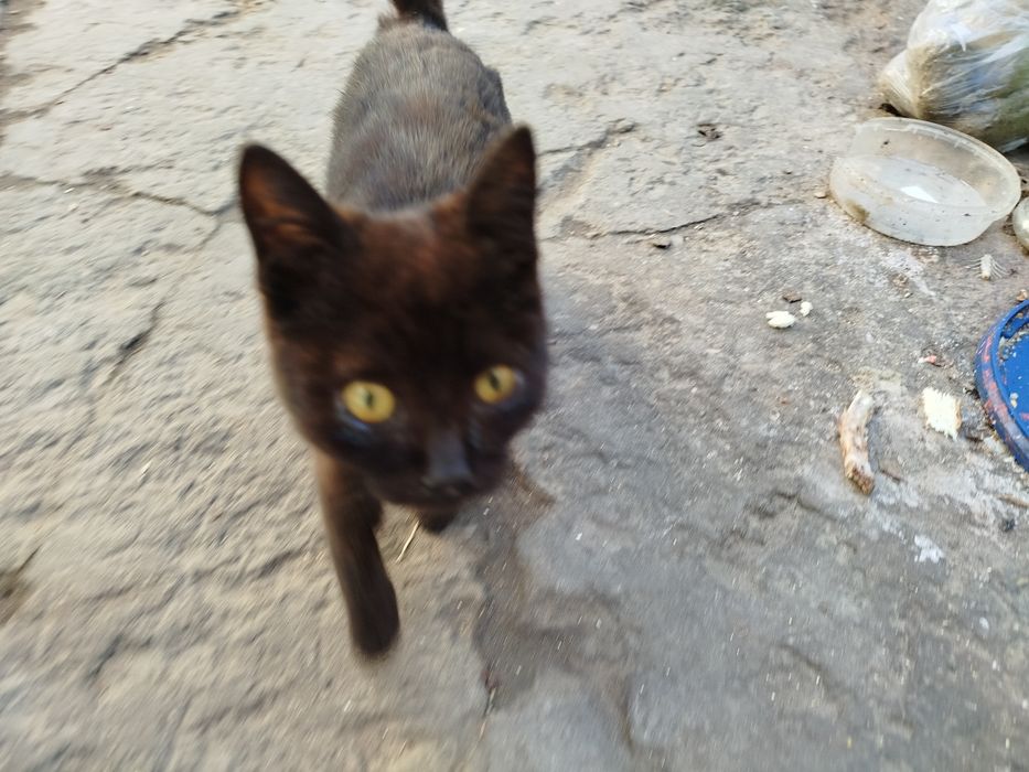 Отдадим котят в хорошие руки