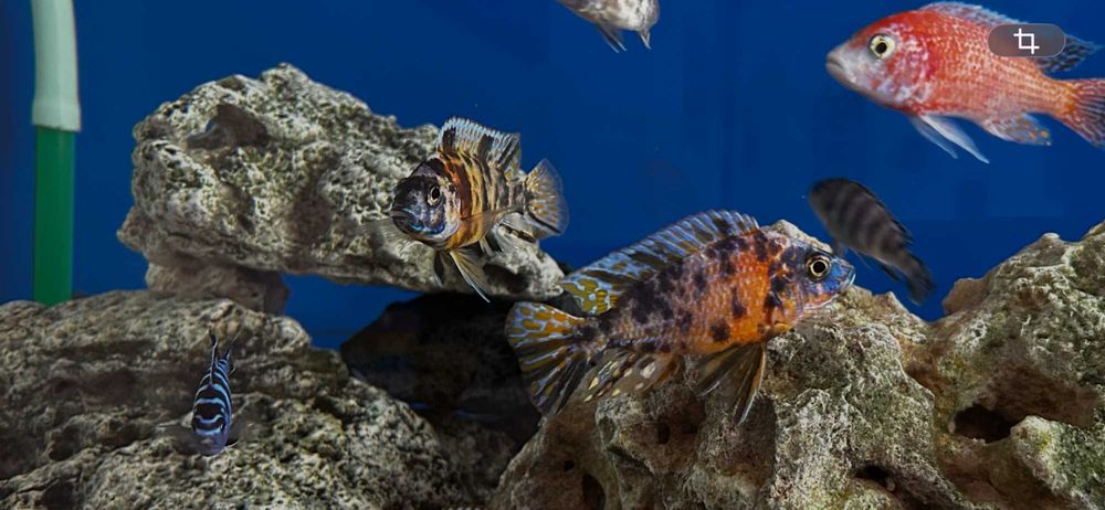 AULONOCARAS OB's MALAWI