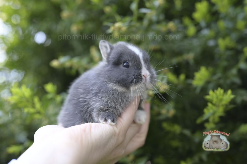 Карликові кролики з розплідника "Fluffy Diamond"