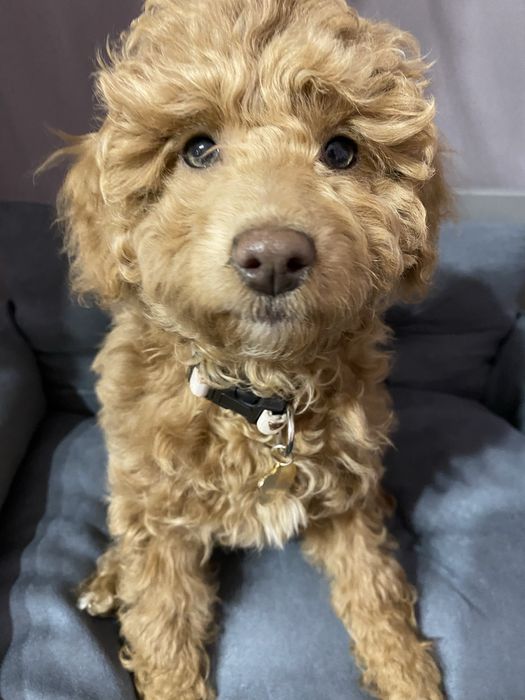 Becky Cavapoo F1B  Pudel Miniaturowy & Cavapoo F1 Badania Genetyczne