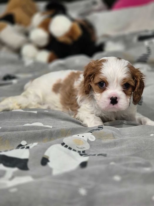 Cavalier king charles spaniel szczeniaki