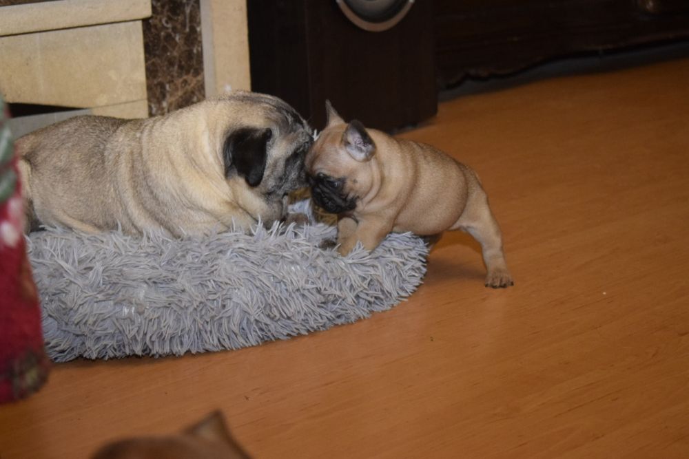 Buldog francuski Edzio