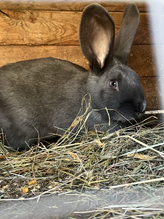 Продам кроликіів