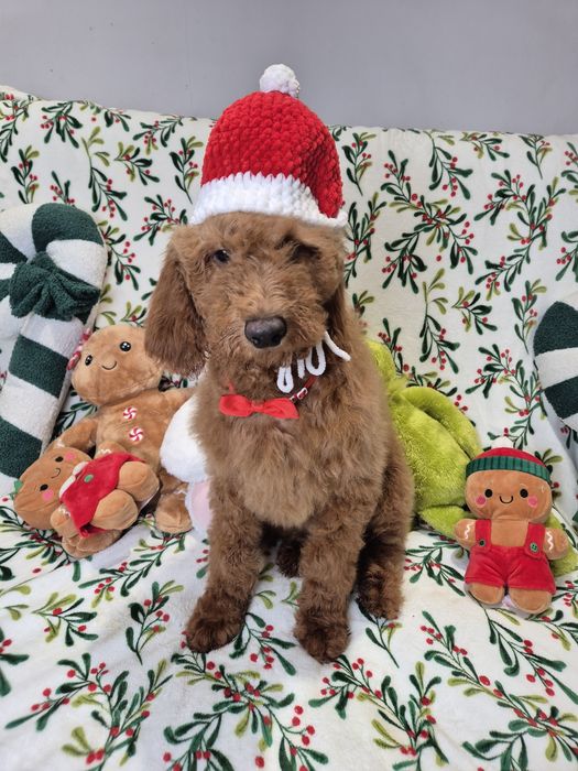 Goldendoodle f1b standard