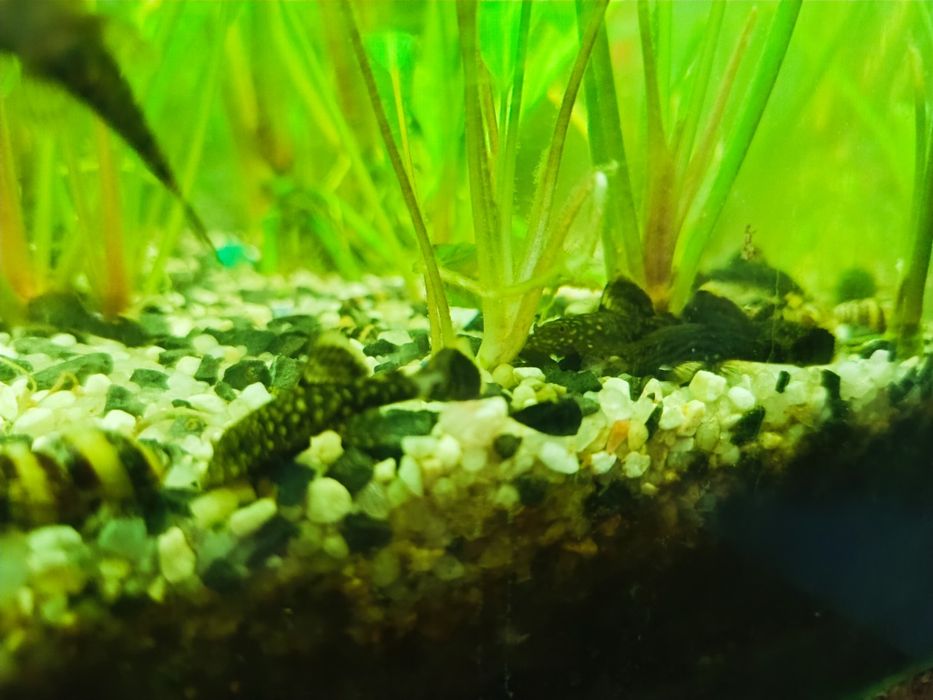 Glonojady zbrojniki kolumbijski