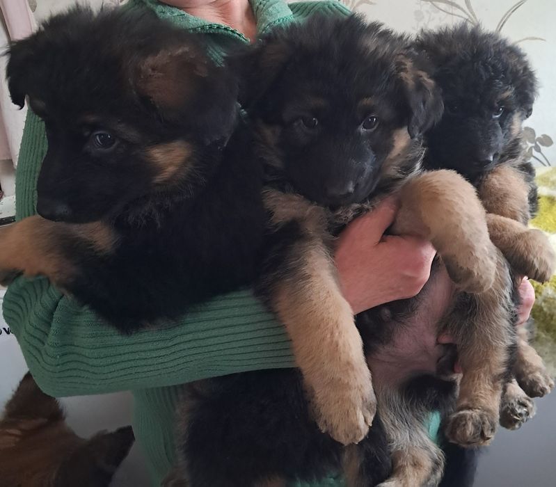 Щенки немецкой овчарки