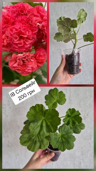 Сортова пеларгонія