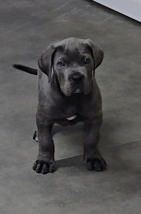 Cachorro cane corso  cinzento com Lop