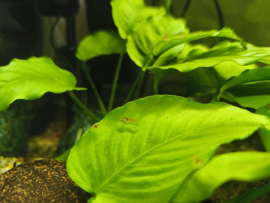 Krewetki Red Cherry 10 szt