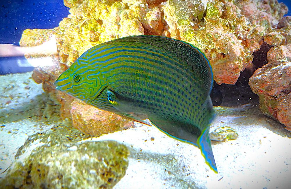 Halichoeres marginatus. Morskie