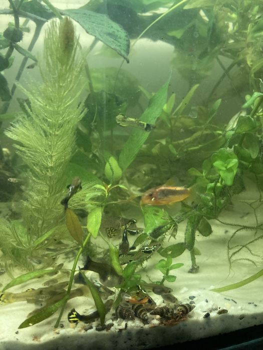 Gupiki mix samiczki samczyki różne kolory