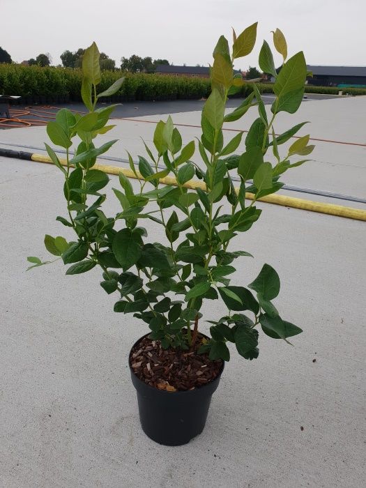 Borówka CALYPSO DRAPER  materiał kwalifikowany LICENCJA ZAMÓWIENIA