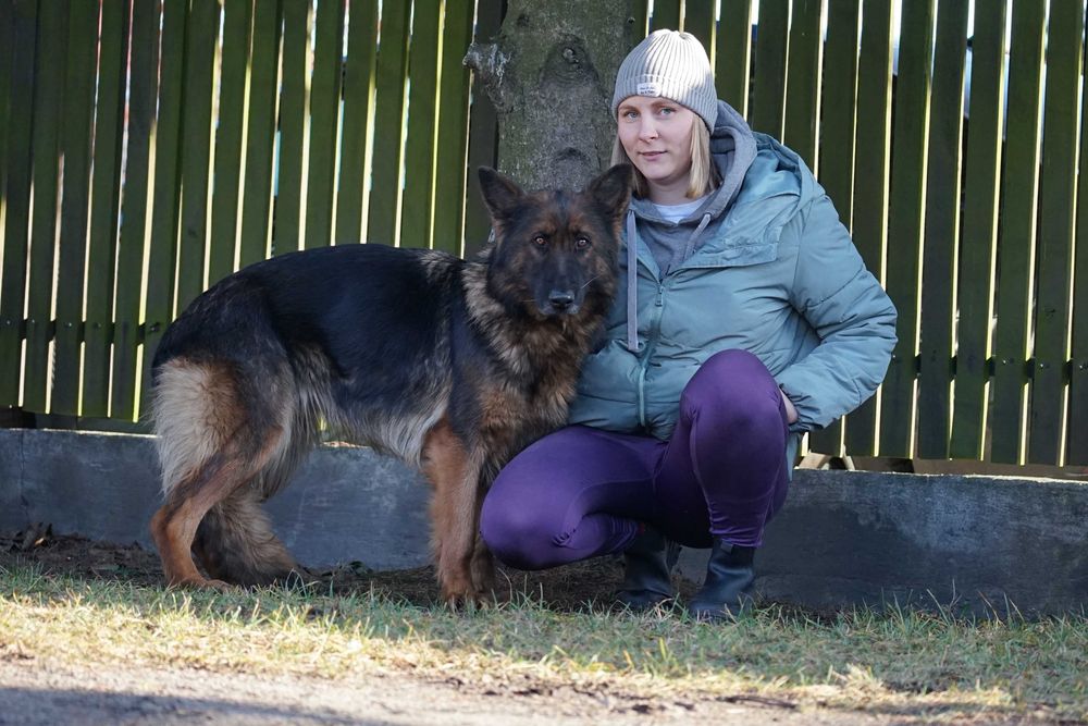 Stopka - śliczna sunia w typie owczarek niemiecki
