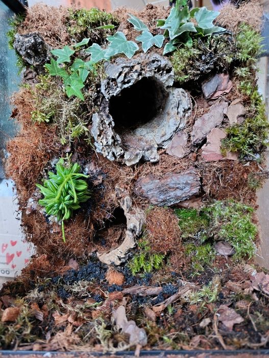 Тераріум Exo Terra ( З обладнанням і декором) 45/45×60