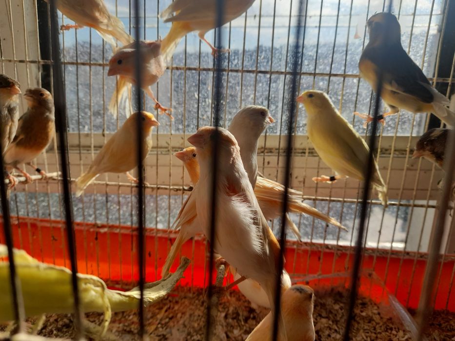 Lindos canarios prontos a criar.