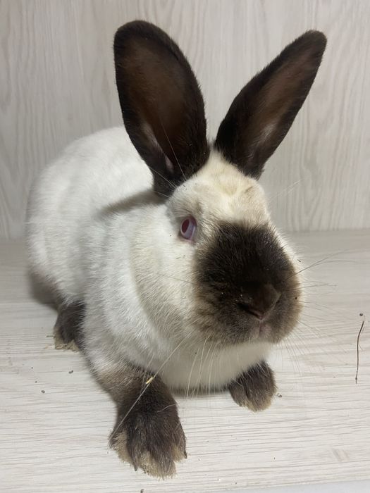 Каліфорнія пара 1+1