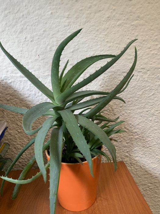 Piekny aloes z młodymi pędami