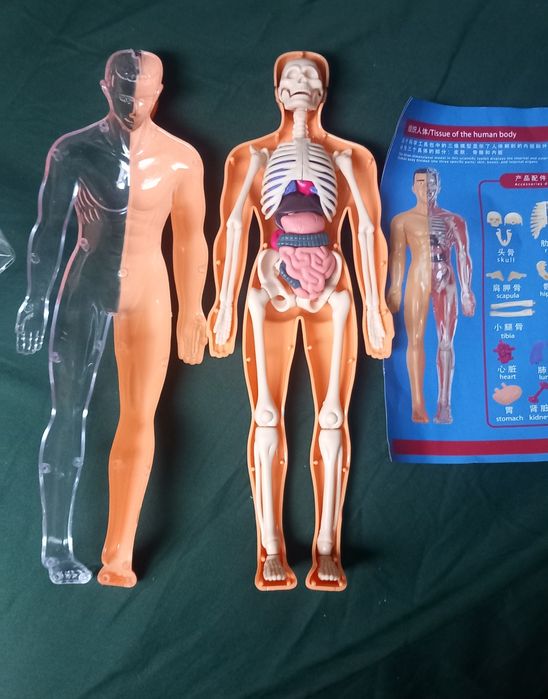 Model ciała człowieka biologia