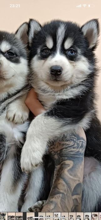 Він класний черно білий хаскі