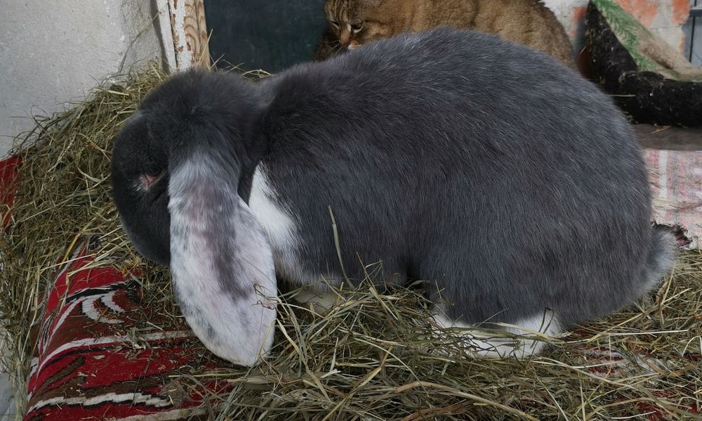 Продам кроликов породы французский баран