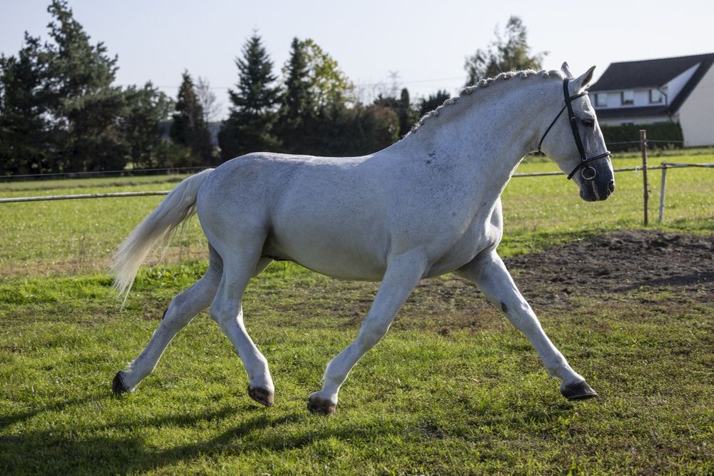 Stanówka Ogierem Śląski Master