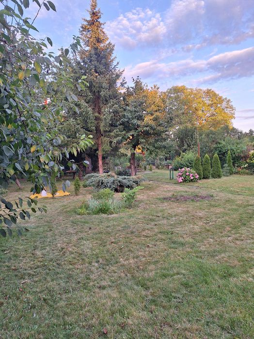 Działka ROD Augustówka 554m2