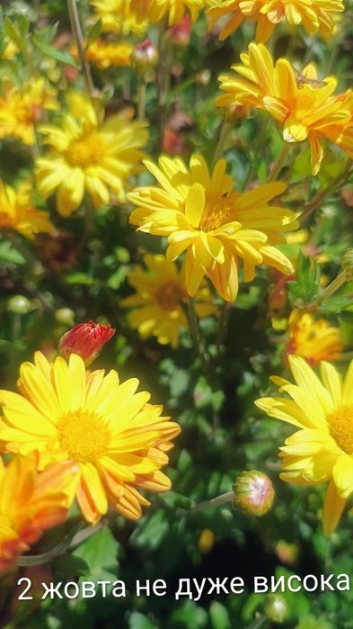 Хризантеми продам