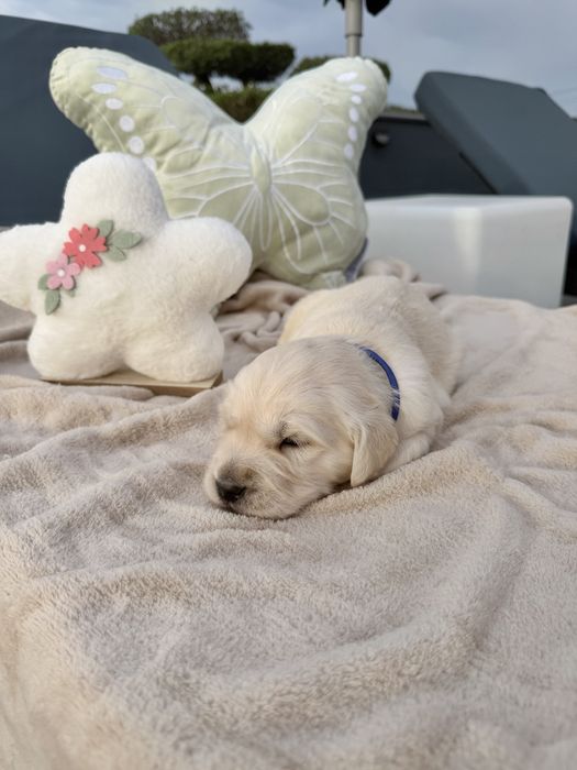 Golden Retriever menino