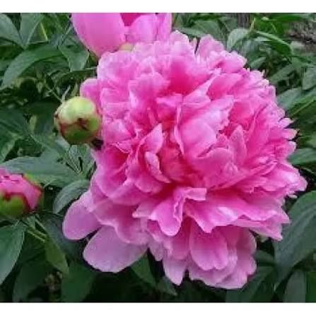 Все что на фото дарю(хосту сереневую,пион розовый, тыкву)