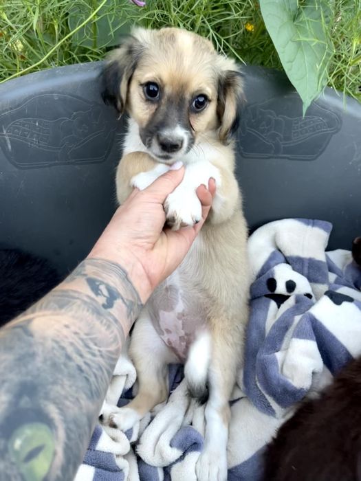 Віддам безкоштовно щенят