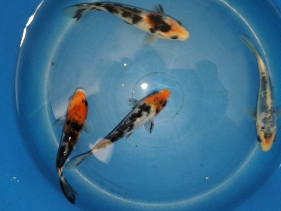 Carpas koi 12 a 14cm "promoção"