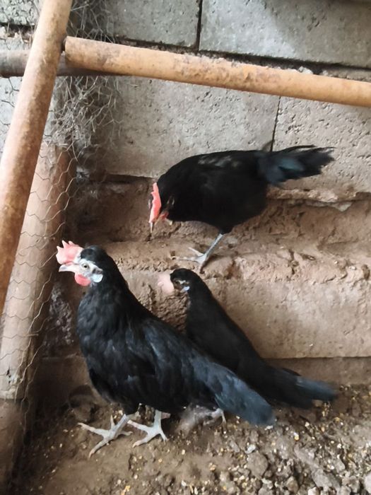 Frangos Caras de palhaço