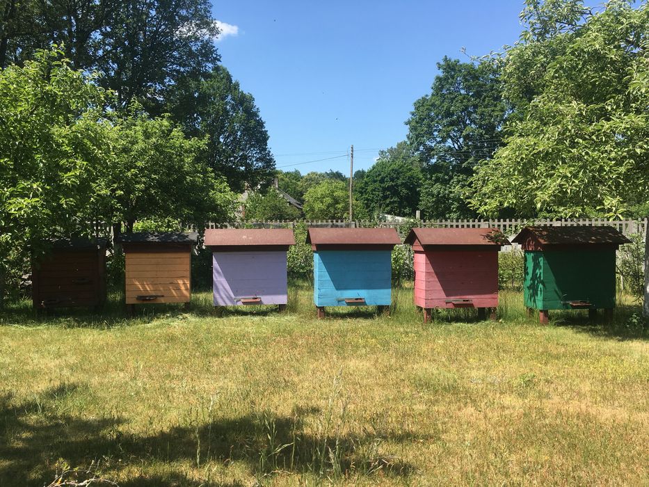 Ule Warszawskie zwykłe