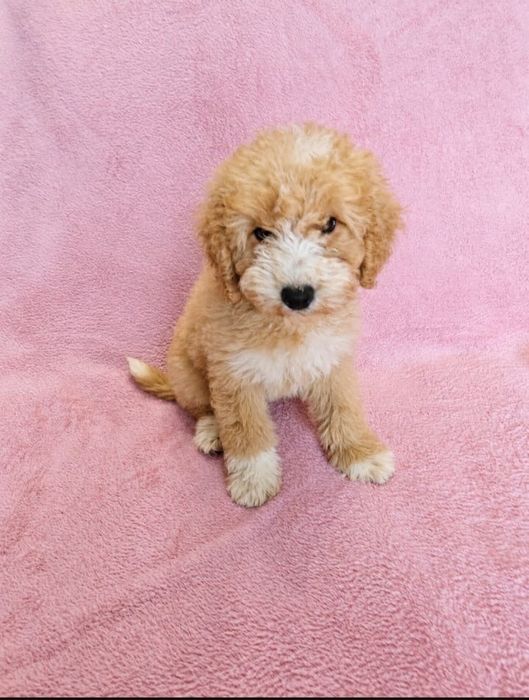 CAVAPOO - szczeniak suczka