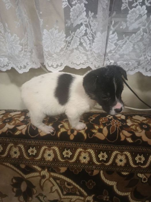 Собаки Безкоштовно