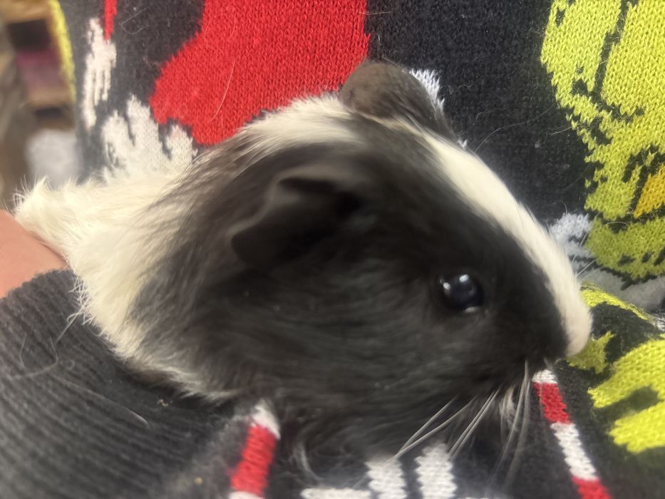 Świnki morskie samce 6 tygodni, kawie domowe