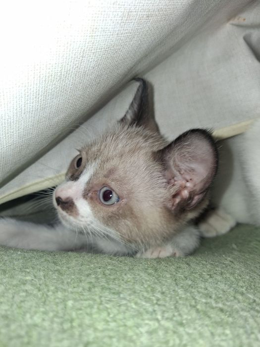 2 gatinhas bebés para adoção responsável – Redondo (Évora)