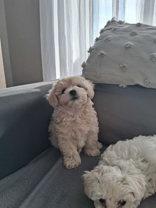 Maltipoo śliczne szczenięta