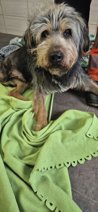 Piesek około.7 lat
Siedem lat7. 7