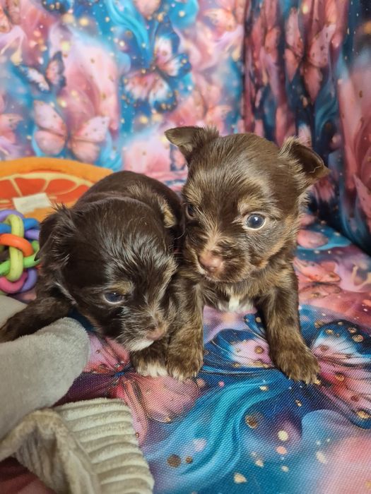 Yorkshire Terrier śliczna suczka Choco.