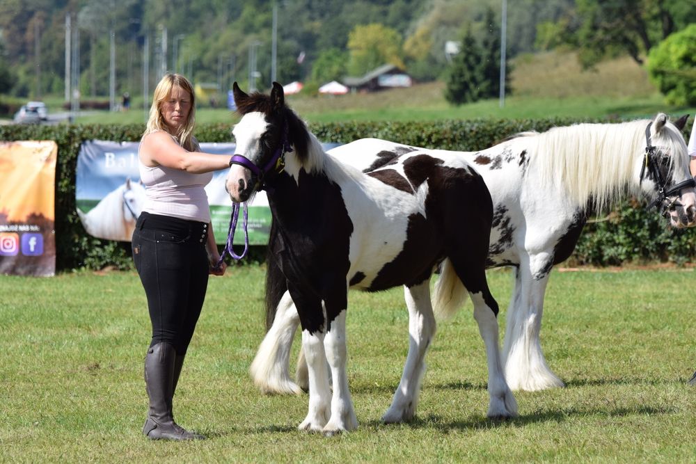 Sprzedam klacz Tinker ( roczna 135cm)