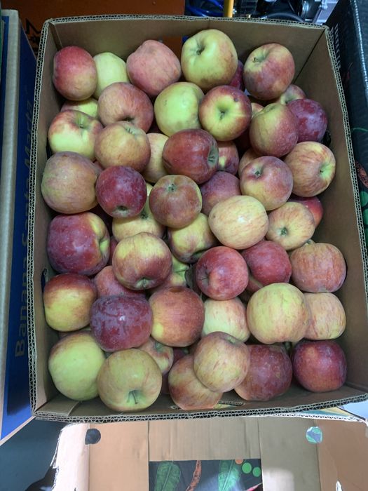 Яблука зимових сортів.