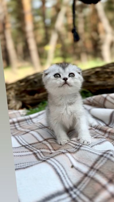 Породисті шотландці кошенята шотландські срібна шиншила фолди
