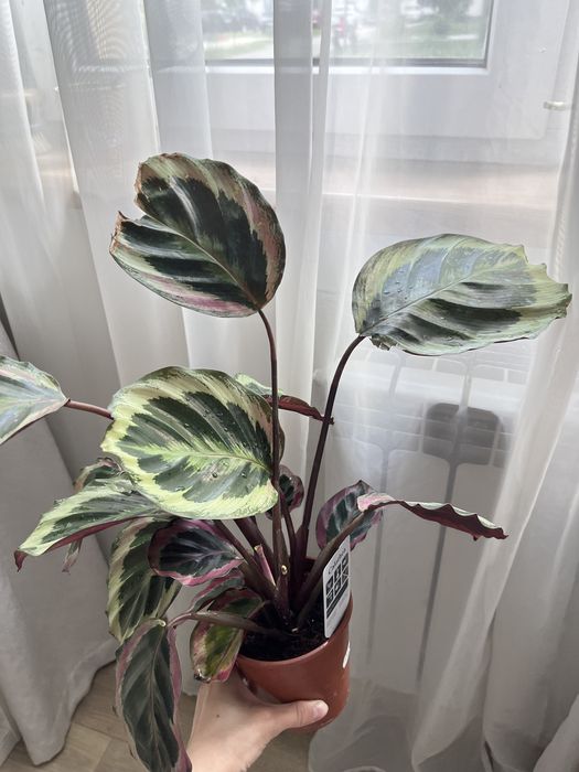 Калатея calathea roseopicta marion