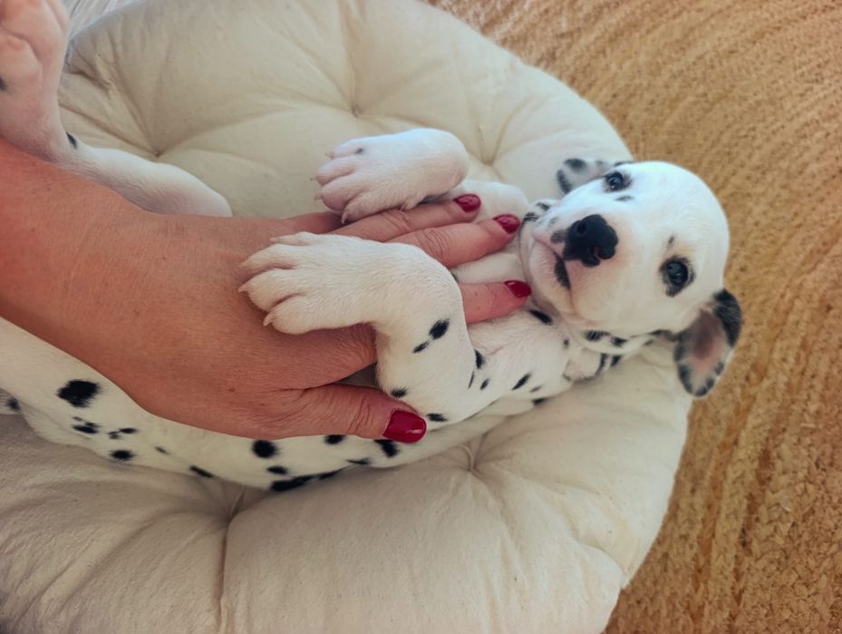 Dalmata bebés puros
