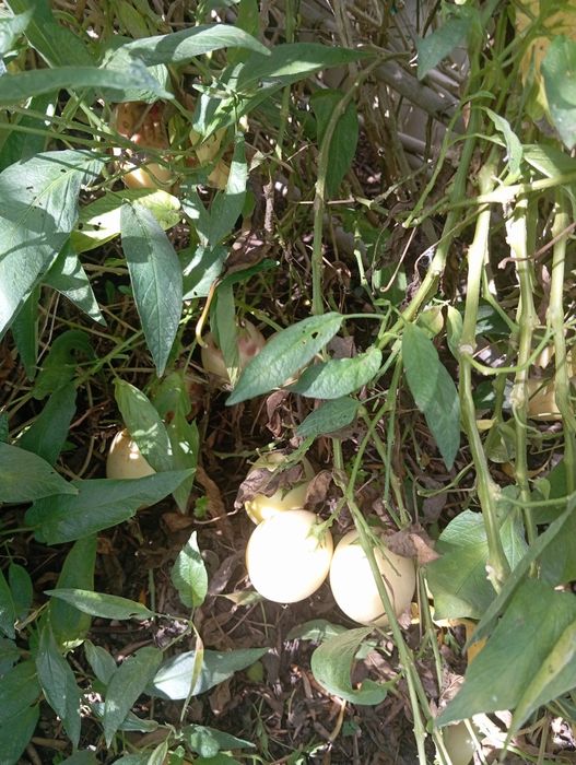 PÊRA-MELOA já com fruto 10€