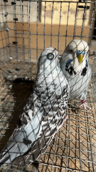 Perquitos Ingles varias mutações