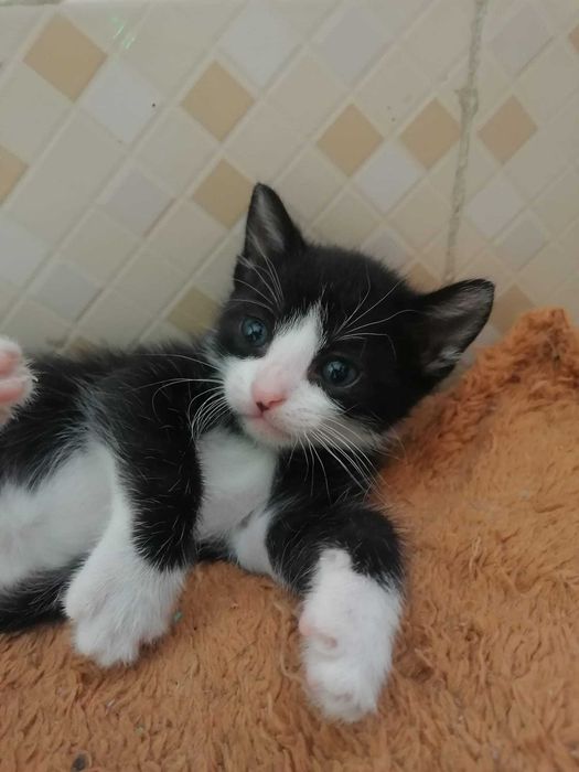 Gatinhos para adoção