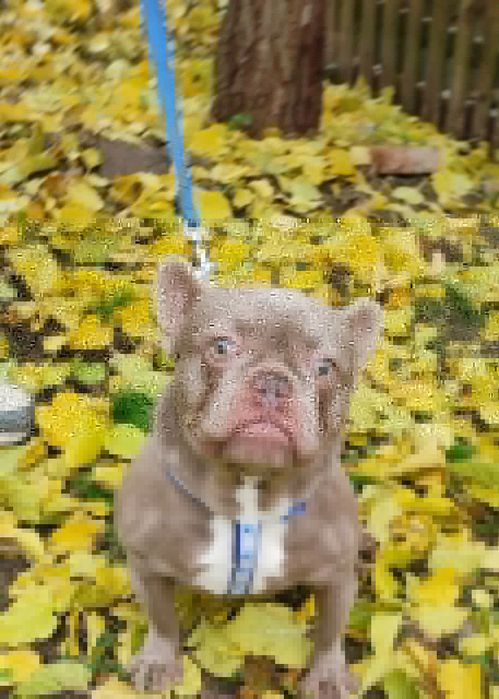 В'язка французький бульдог Ізабелла